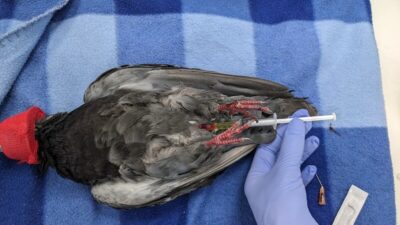 Intrahepatic injection in an anesthetized pigeon