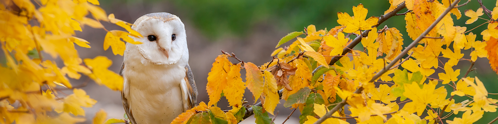 barn owl