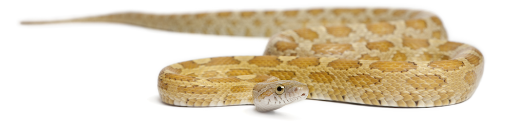 corn snake