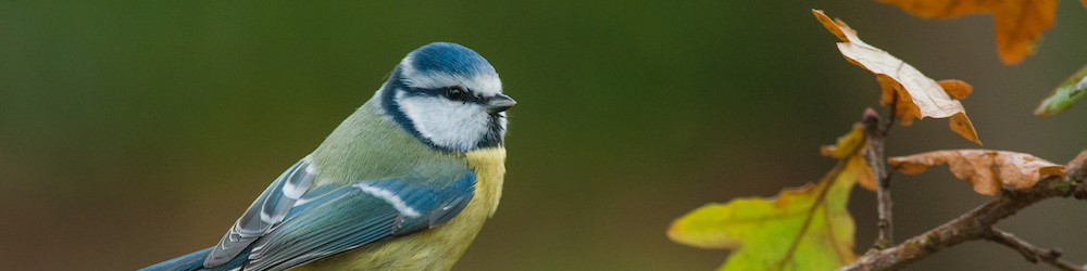 blue tit