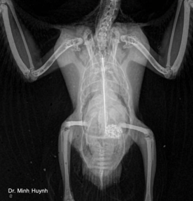 Avian Radiology: Basic Principles, Reference Values & Clinical Cases ...