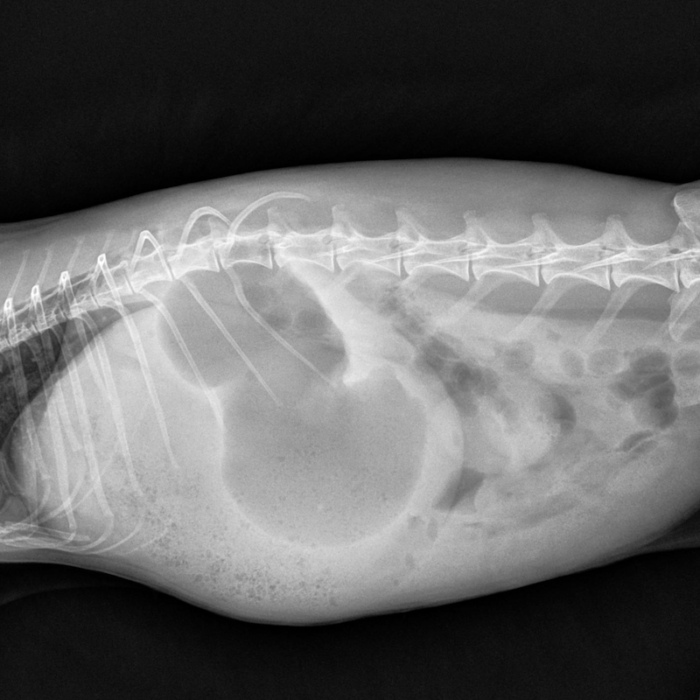 Decision Making in Rabbit Gastrointestinal Syndrome - LafeberVet