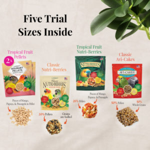 05645-conure-foraging-fun-packs-componenet-lifestyle-image-web-0722