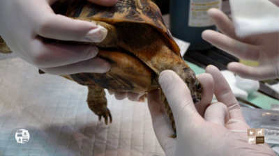 To collect blood from the jugular vein, an assistant restrains the chelonian in lateral recumbency and the phlebotomist places a thumb and finger behind the back of the head to extend the head and neck. 