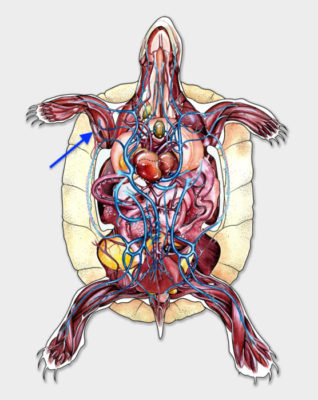 The brachial vein courses beneath the biceps brachii (arrow) tendon of insertion. 