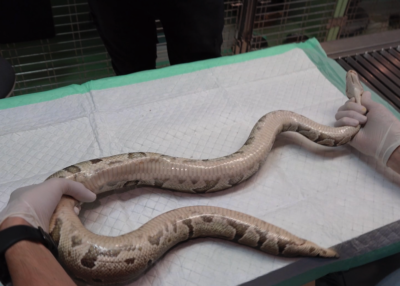 To perform cardiocentesis position the snake in dorsal recumbency.