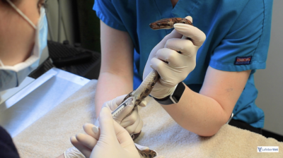 The snake can also be restrained upright for cardiocentesis.
