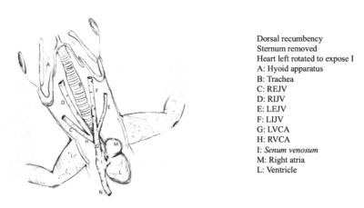 Diagram illustrating the jugular veins (REJV, LEJV) in a small lizard. 