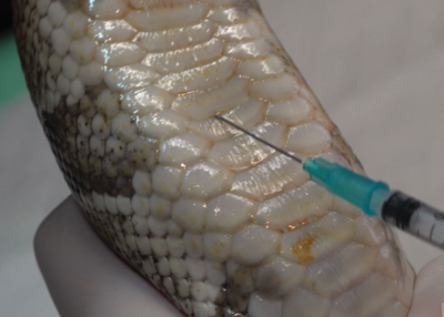 Insert the needle at a 45-degree angle. Note the needle is introduced between, not through, the belly scutes.