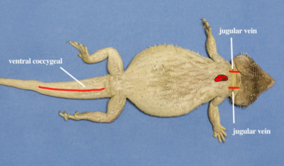 There are a variety of venipuncture sites in the lizard but blood samples are most frequently collected from the ventral coccygeal vein and jugular vein.
