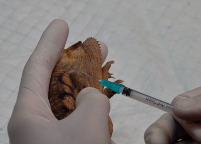 The angle of needle insertion is informed by directly viewing the vein via transillumination, but is often approximately 45 degrees.