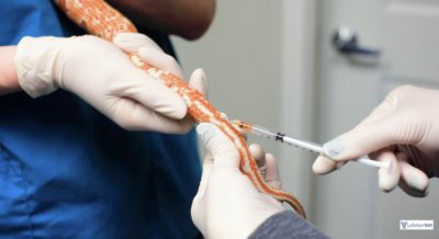 Snake venipuncture requires a minimum of two people. At least one individual is needed to restrain the snake and a second parson to collect the sample. Note both the handler and phlebotomist are wearing disposable gloves.