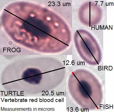 Chelonian erythrocytes are one of the largest of all vertebrates. For instance, the largest diameter of the Greek tortoise (Testudo graeca) erythrocyte measures 18.05 μm.4b Compare this to mammalian red blood cells, which often measure between 7 to 8 μm.