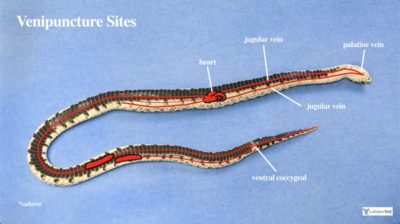  Each venipuncture site in the snake has its advantages and limitations, but blood samples are commonly collected from the heart and ventral coccygeal vein.