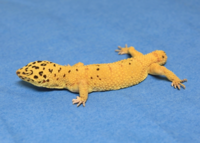 The leopard gecko (<em>Eublepharis macularius</em>) is a species that practices tail autotomy, presumably as a defensive mechanism