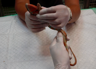 The phlebotomist uses their non-dominant hand to pin the rear limbs beside the tail. 