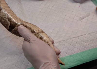 grasp snake tail Pignon