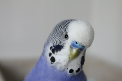 budgie male head tilted 
