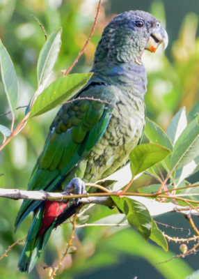 Maximillian or scaly-headed parrot