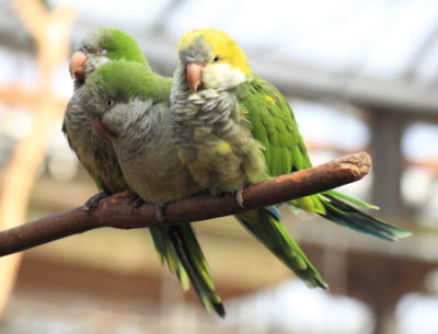 monk or Quaker parrots Tanaka Juuyoh FCC