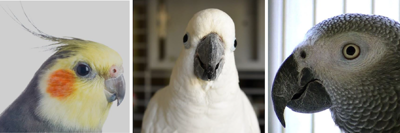 cockatiel cockatoo grey 