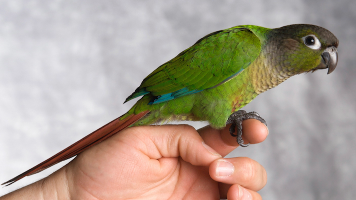 conure cropped