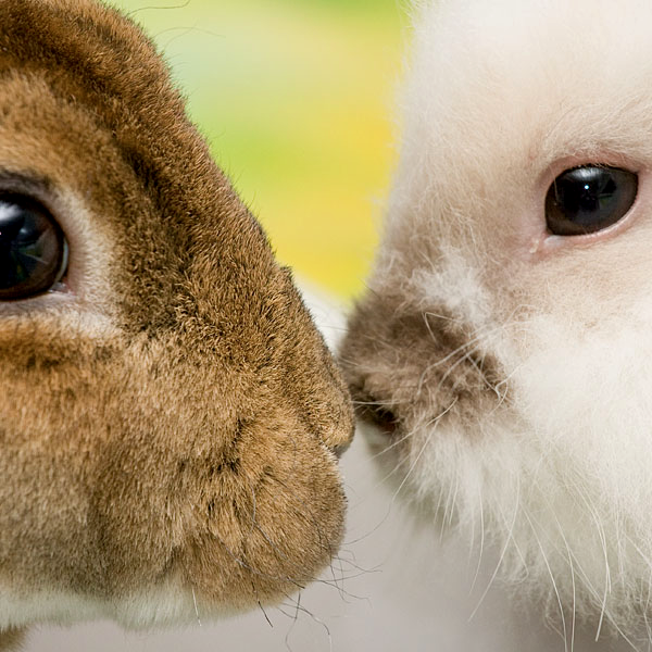 Rabbit Hemorrhagic Disease and Vaccination - LafeberVet