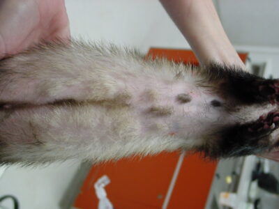 Patchy alopecia in a ferret. Photo credit: Dr. Peter Fisher