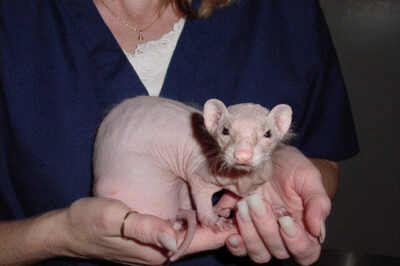 Profound alopecia in a ferret. Photo credit: Dr. Peter Fisher. 