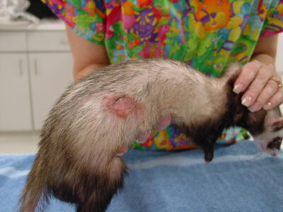 Severe pruritus in a ferret with adrenal disease. Photo credit: Dr. Peter Fisher. 