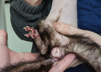 Vulvar swelling and alopecia in a ferret. Photo credit: Dr. Sue Chen
