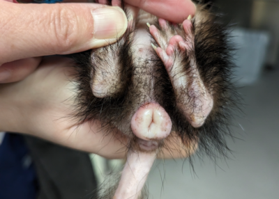 Vulvar swelling and alopecia in a ferret. Photo credit: Dr. Sue Chen