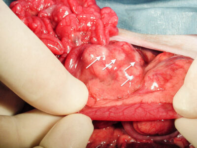 Mesenteric lymph node lymphoma in a ferret. Photo credit: Dr. Peter Fisher