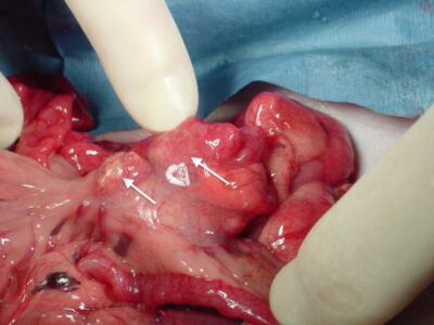 Lymphoma of the mesenteric lymph nodes in a ferret. Photo credit: Dr. Peter Fisher