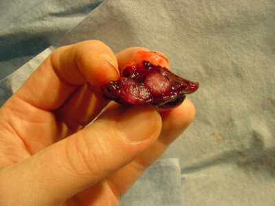 Cut surface of splenic lymphoma in a ferret. Photo credit: Dr. Ruth Boll