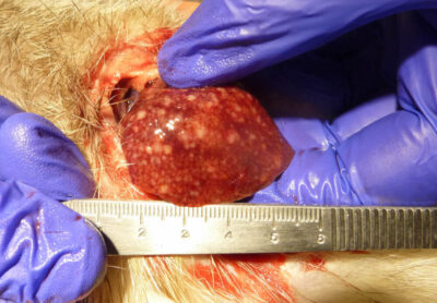 Metastatic lymphoma involving the liver in a ferret. Photo credit: Dr. Peter Fisher