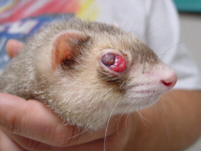 Ocular lymphoma in a ferret. Photo credit: Dr. Peter Fisher