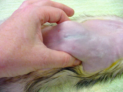 Profound splenomegaly in a ferret Photo credit: Dr. Ruth Boll. 