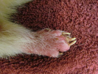 Cutaneous lymphoma in a ferret. Photo credit: Dr. Cécile Bernhard