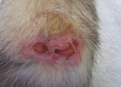 Cutaneous lymphoma in a ferret. Photo credit: Dr. Cécile Bernhard