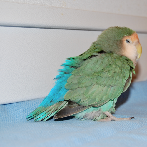 The Use of GnRH Agonists in Avian Practice LafeberVet