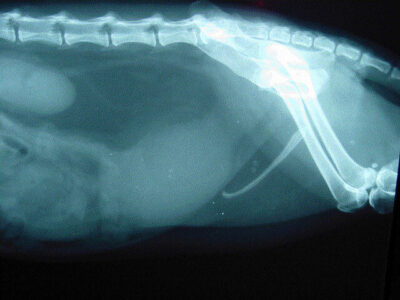 Prostatomegaly in a ferret. Photo credit: Dr. Peter Fisher