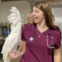 An umbrella cockatoo at a local bird rescue greets a Michigan State University veterinary medical student during an avian physical exam wetlab