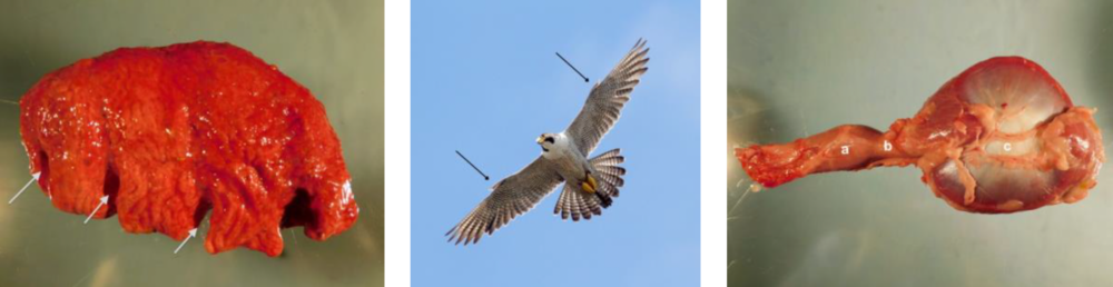 Avian Anatomy Teaching Module Lafebervet Avian Anatomy Teaching Module Lafebervet