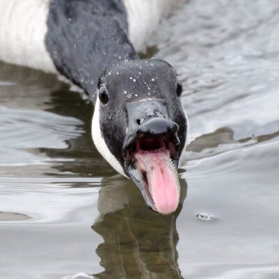 Canada goose bird anatomy hotsell