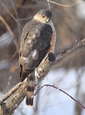 The accipiter iris turns ruby red at 5 years of age. The Raptor Center
