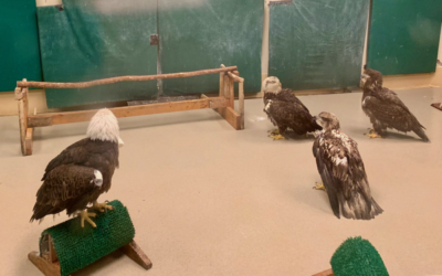 Plumages in the bald eage. The Raptor Center, UMN