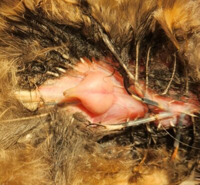 Uropygial gland. The Raptor Center