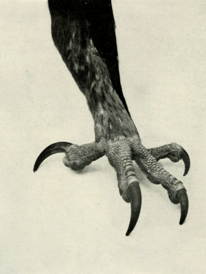 The anisodactyl foot of a golden eagle.