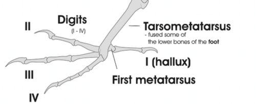 Raptor Anatomy Fundamentals - LafeberVet